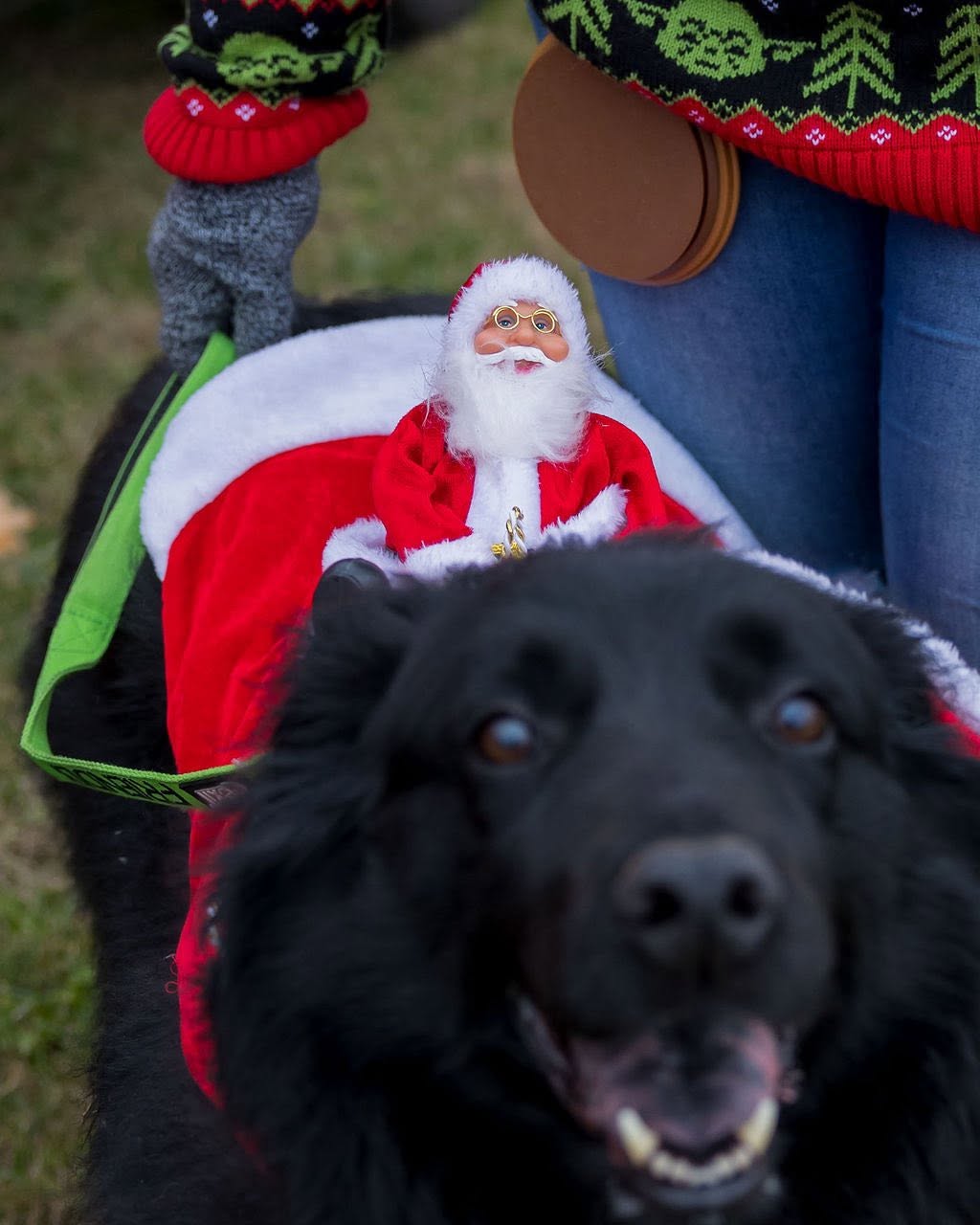 dog